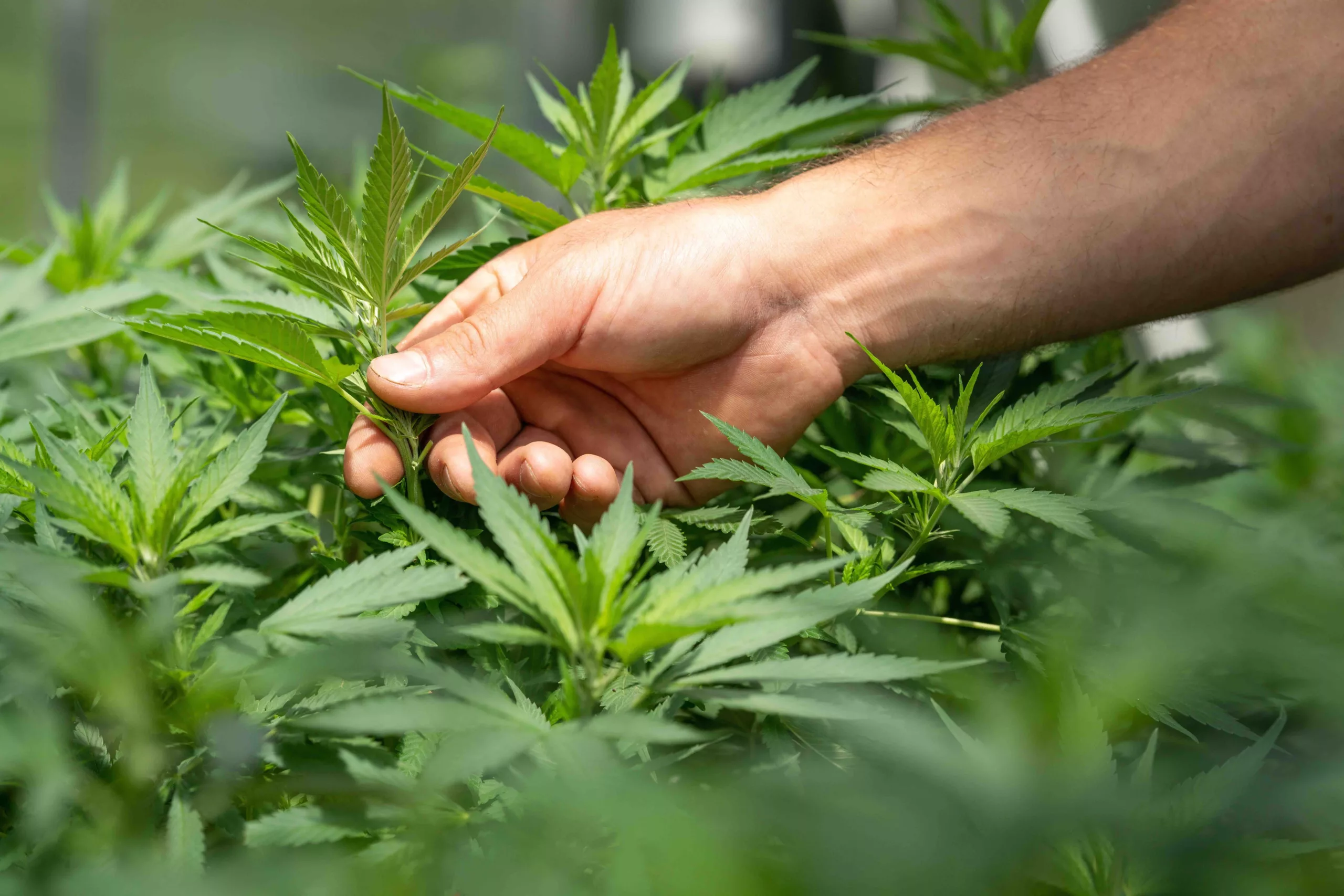 hand on marijuana plant