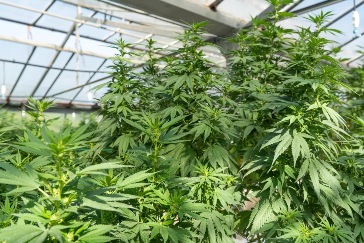 marijuana grow house