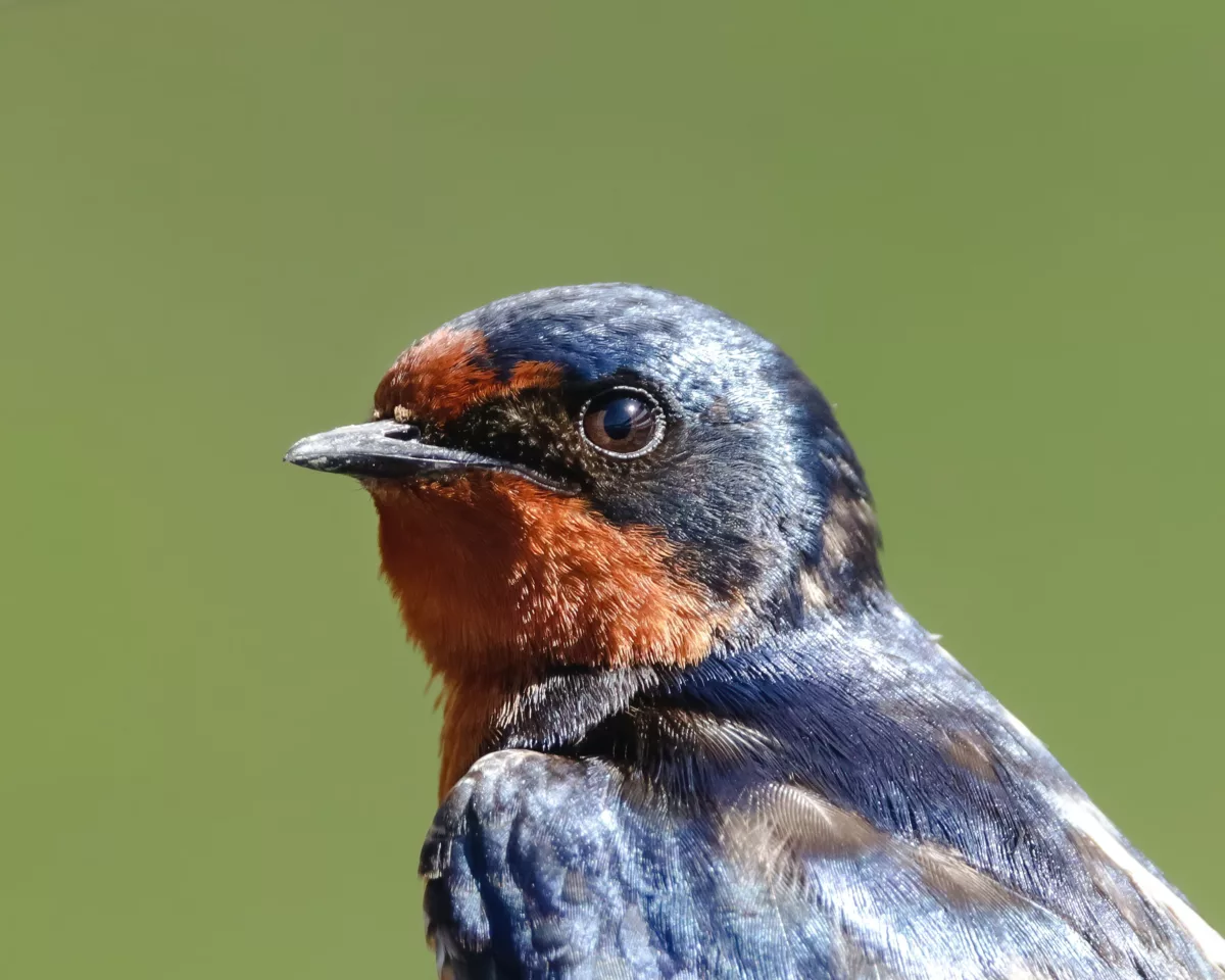 a colorful barn swallow