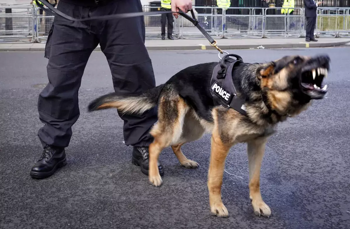 A police dog baring its teeth