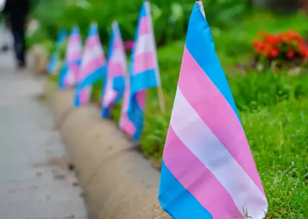 This photo shows trans flags in a line stuck in some grass.