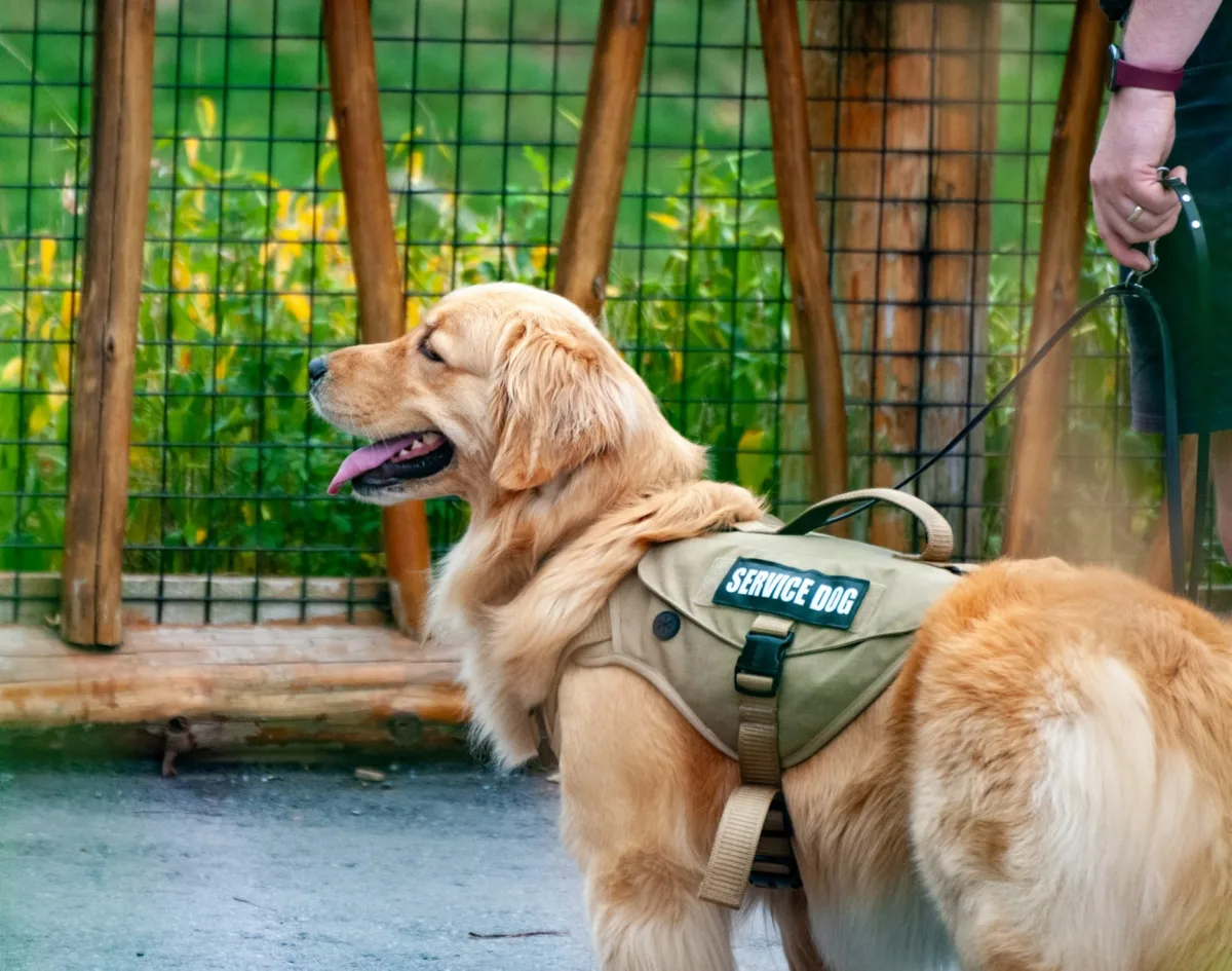 This photo shows a golden retriever in a service dog vest.